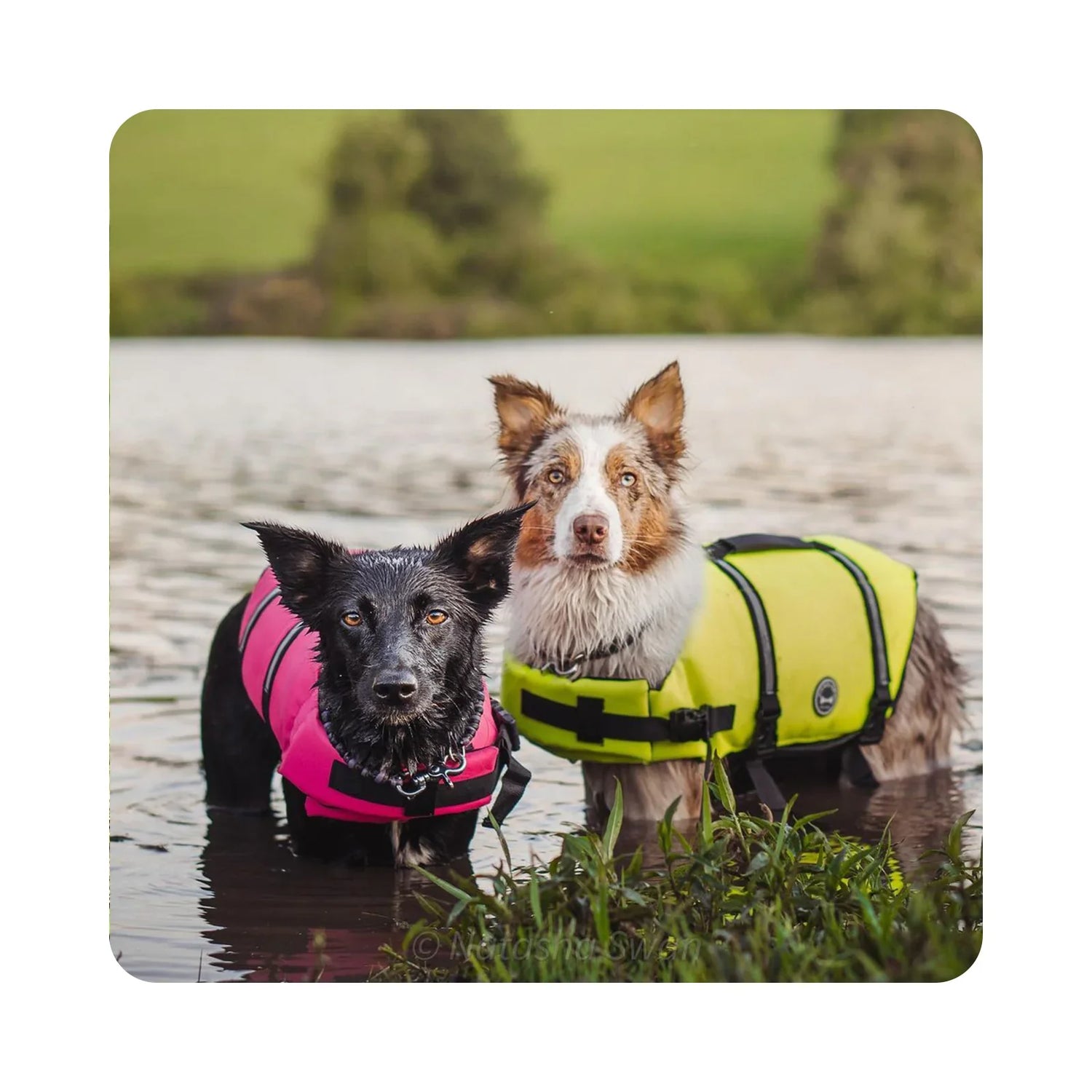Outdoor Pet Products