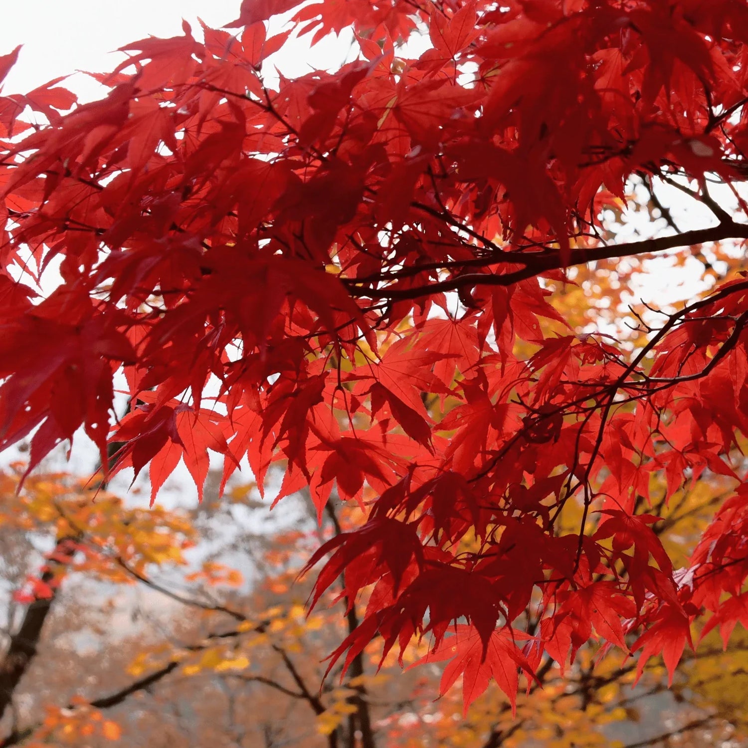 Seasonal